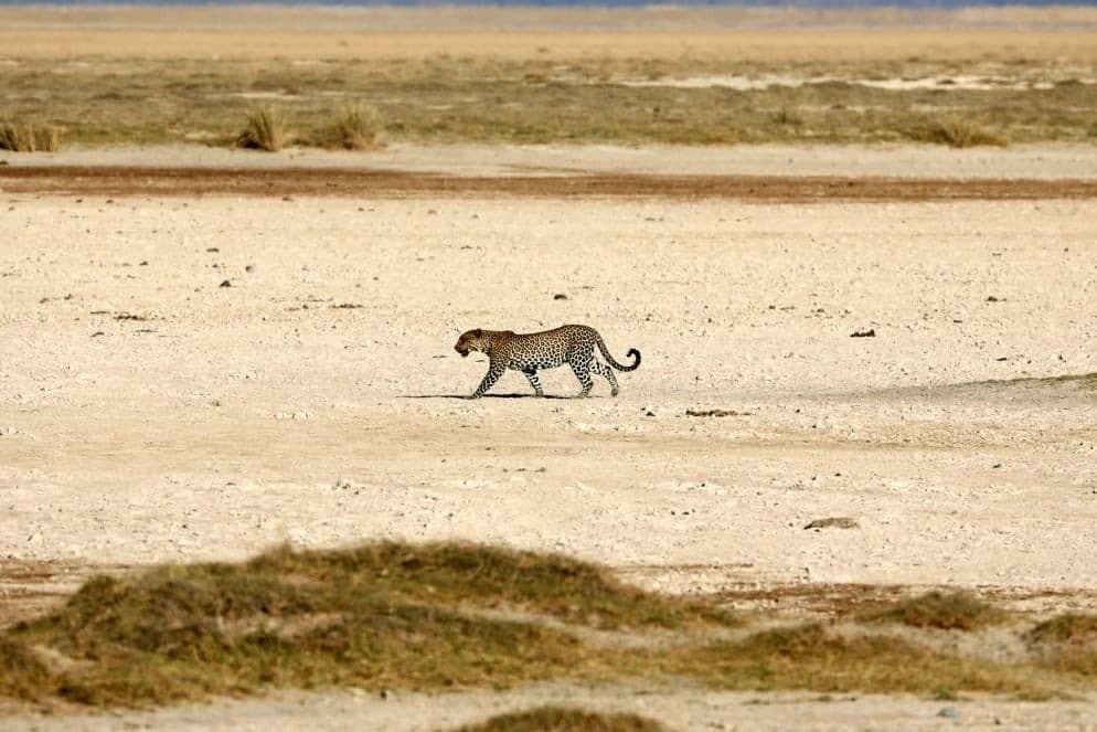 Amboseli National Park Safari sidebar feature