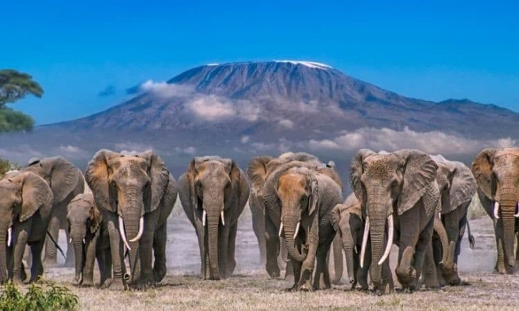 Amboseli National Park destination photo 2