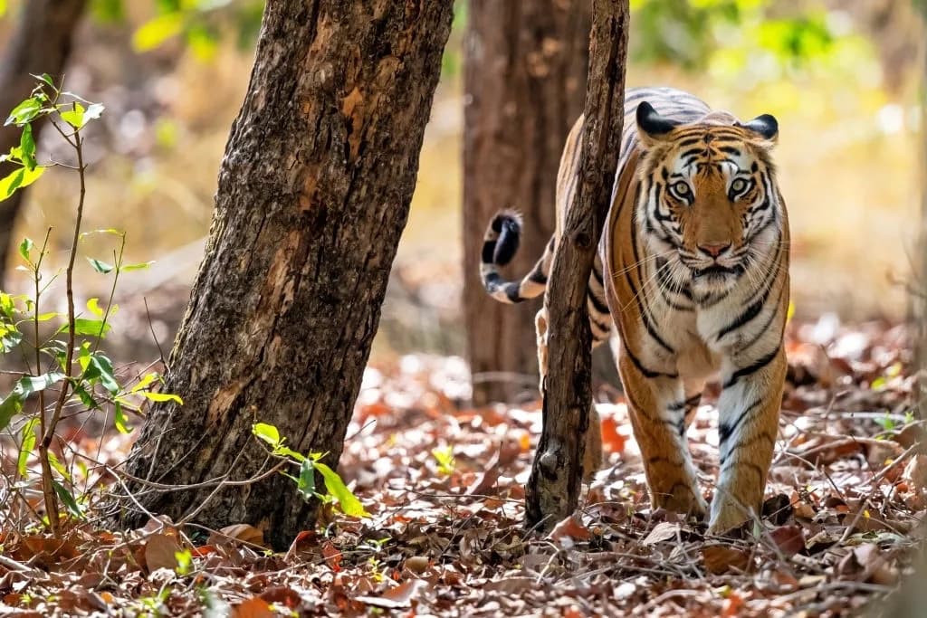 Bandhavgarh National Park destination photo 1
