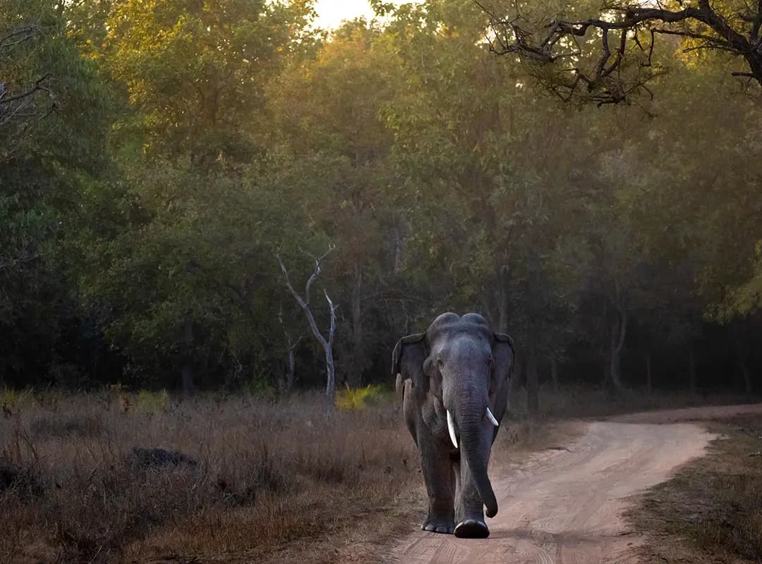 Bandhavgarh National Park Safari visual card