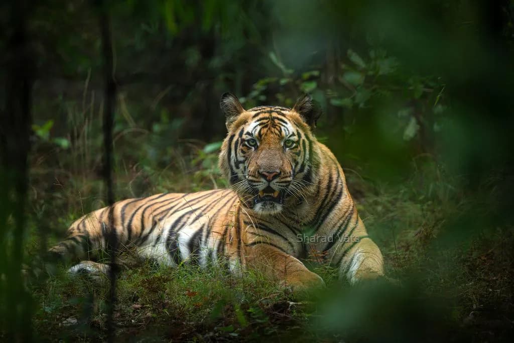 Bandhavgarh National Park destination photo 2