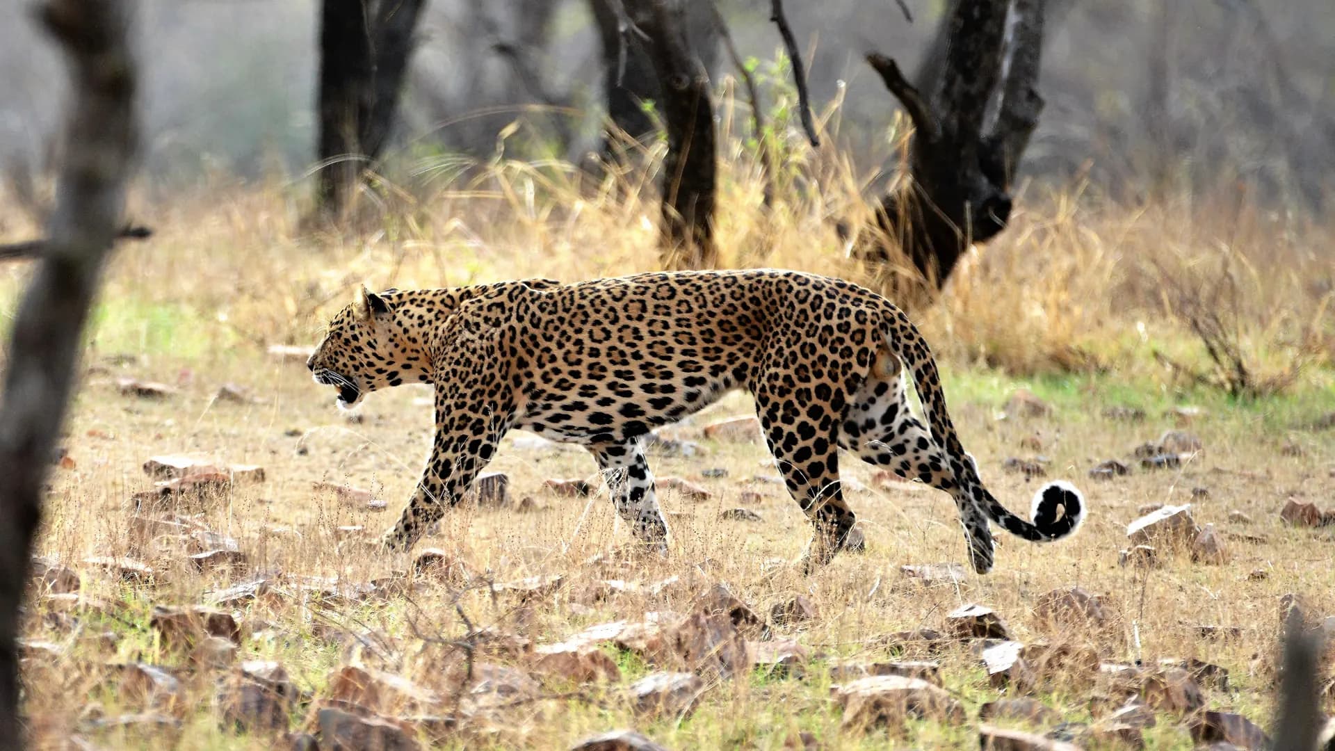 Bandhavgarh National Park Safari sidebar feature