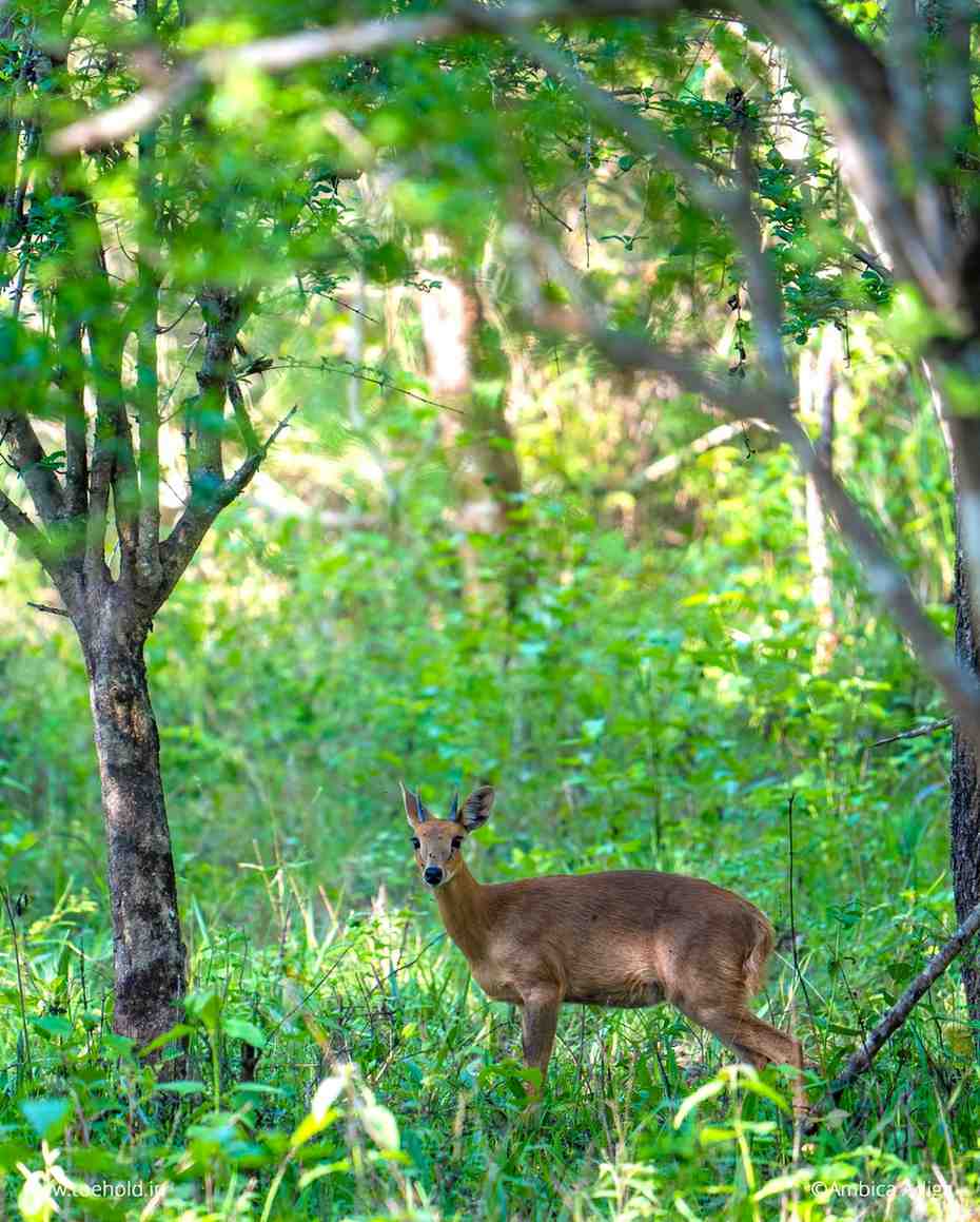 Bandipur Jungle Safari visual card