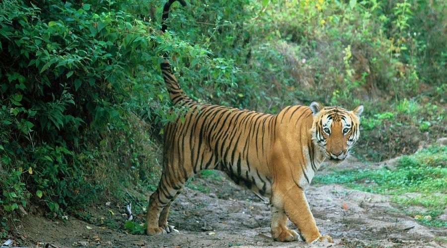 Bandipur National Park destination photo 1
