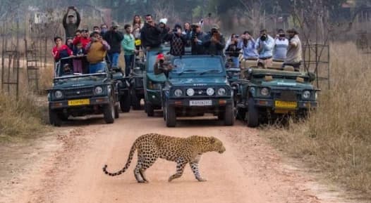Bannerghatta National Park Safari sidebar feature