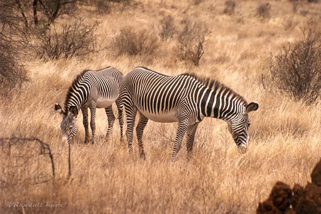 Buffalo Springs National Reserve Safari destination photo 2