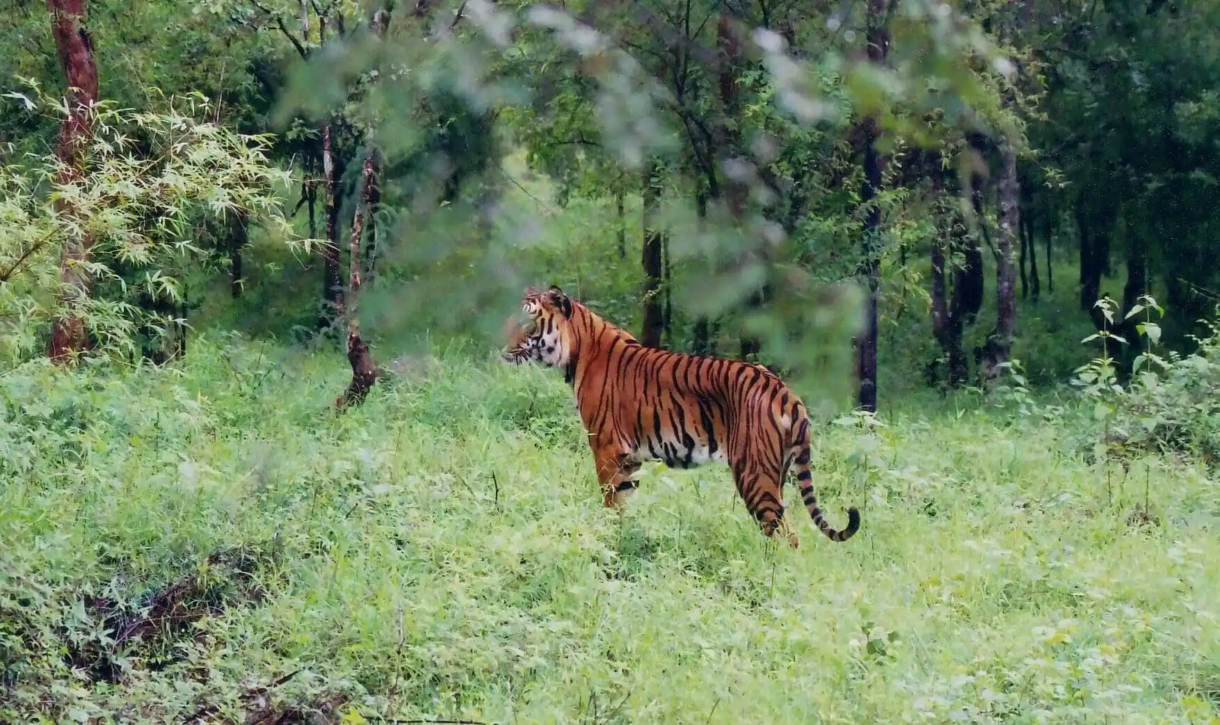 Buxa Tiger Reserve destination photo 1