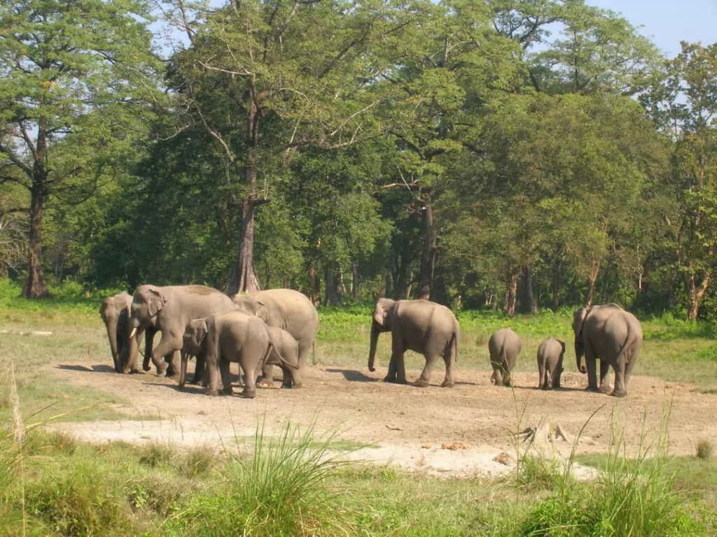 Chilapata Forest Safari visual card