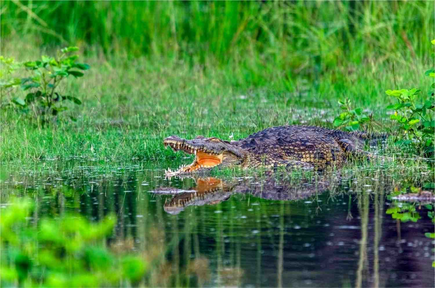 Chobe National Park Safari visual card