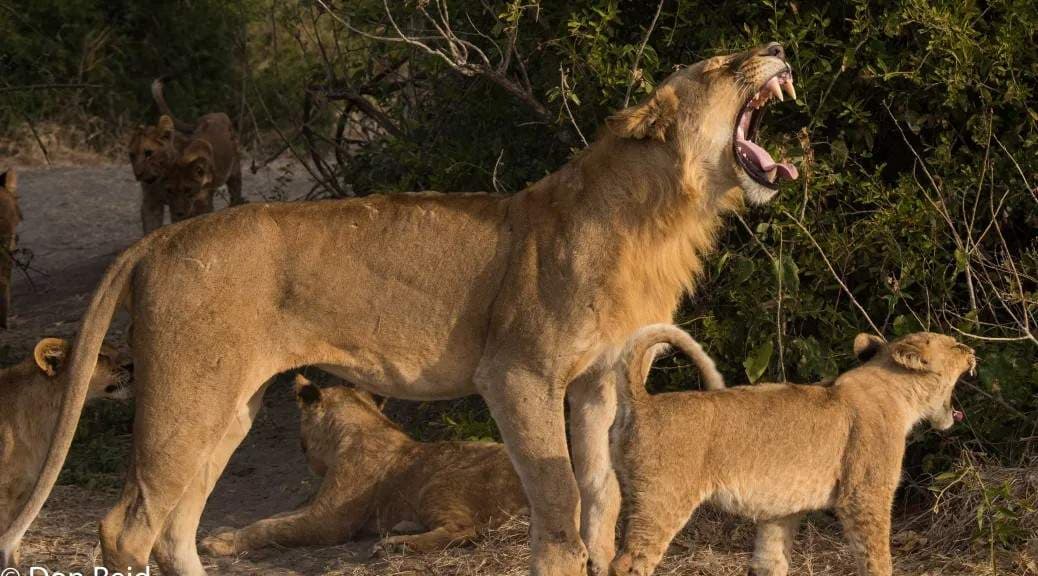 Chobe National Park Safari sidebar feature