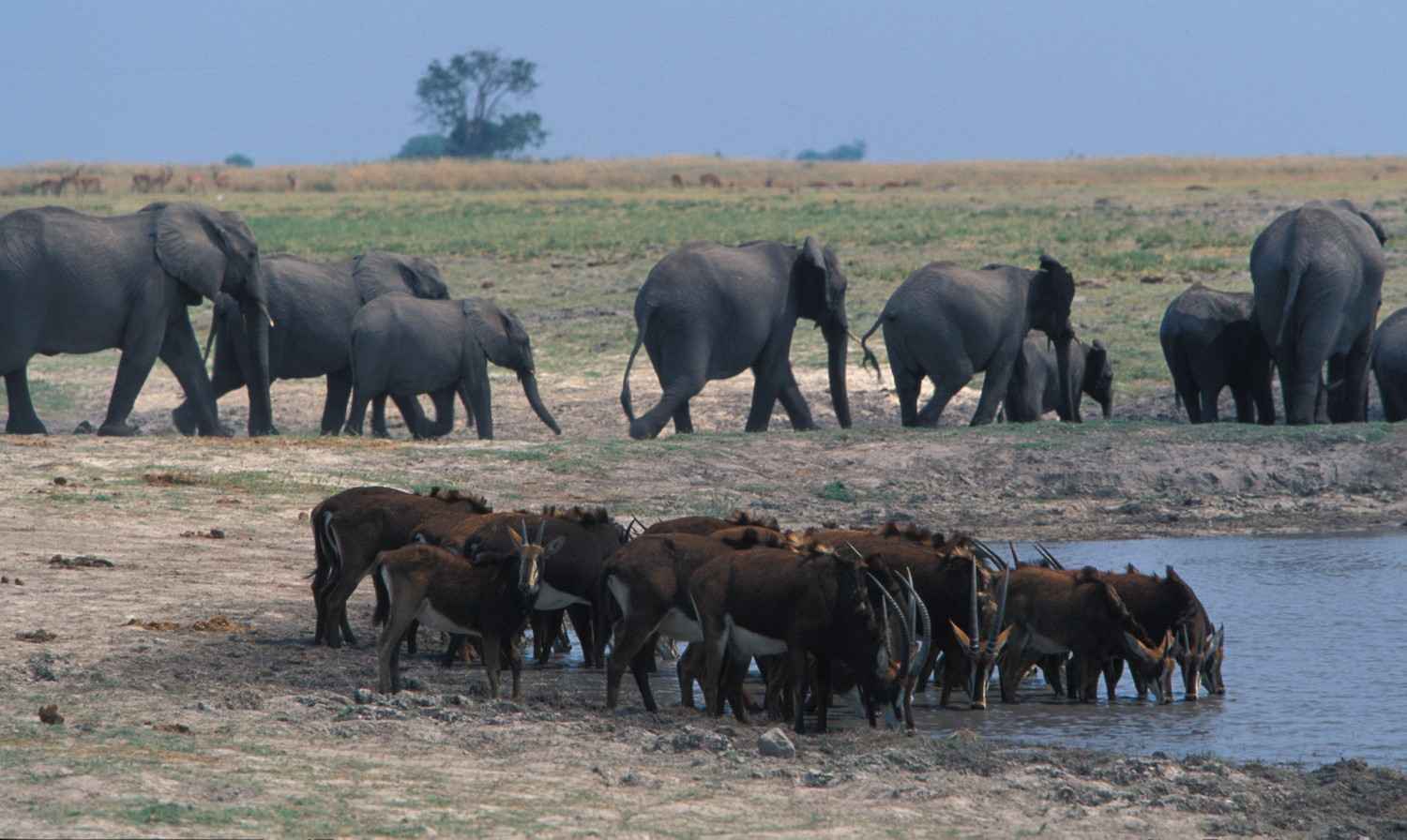 Chobe National Park destination photo 2