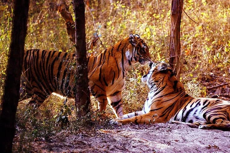 Dudhwa National Park Safari destination photo 2