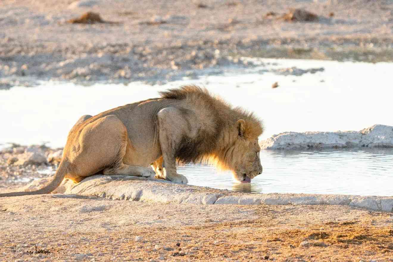 Etosha National Park destination photo 3
