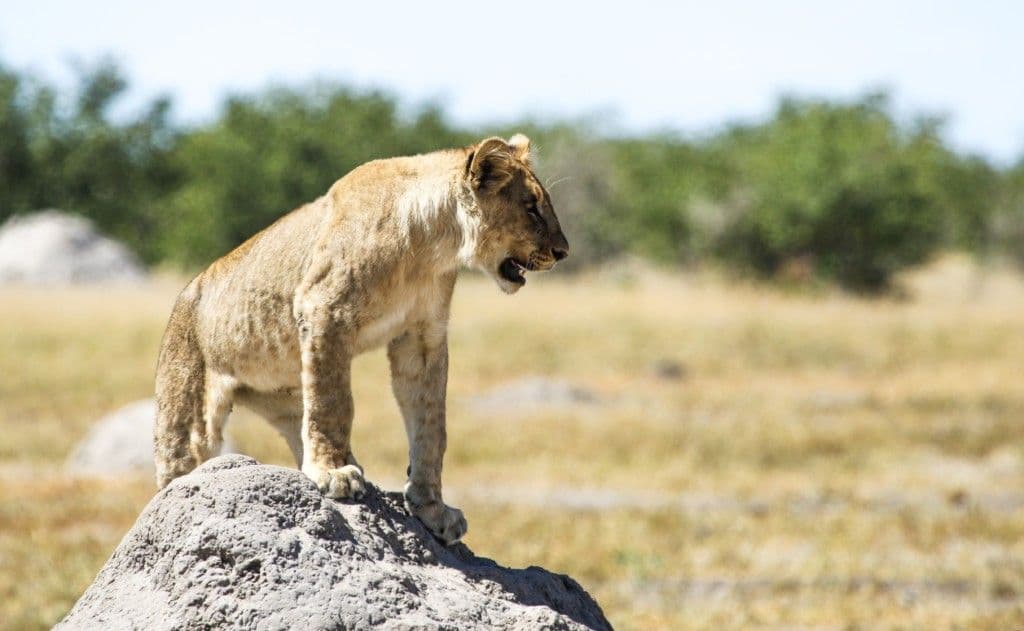 Etosha National Park Safari sidebar feature