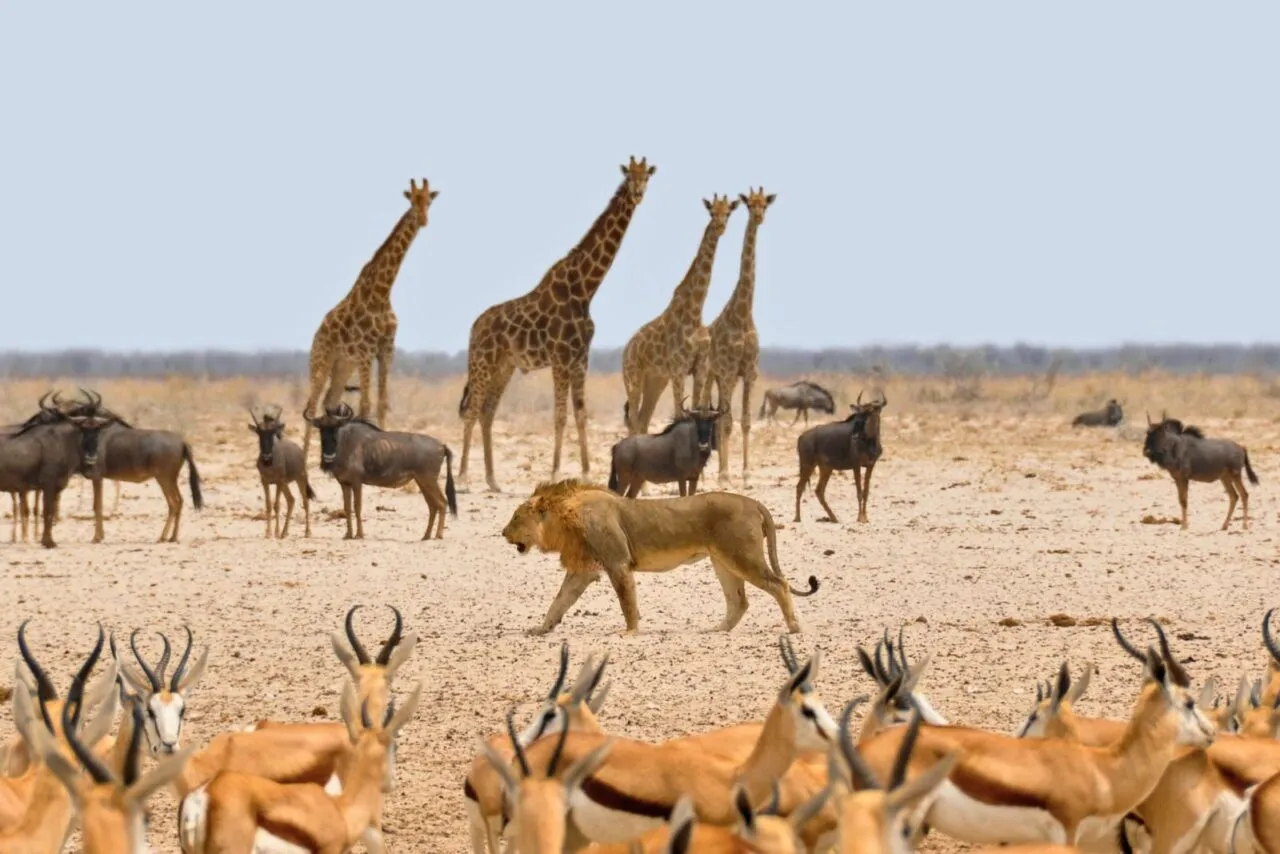Etosha National Park destination photo 1