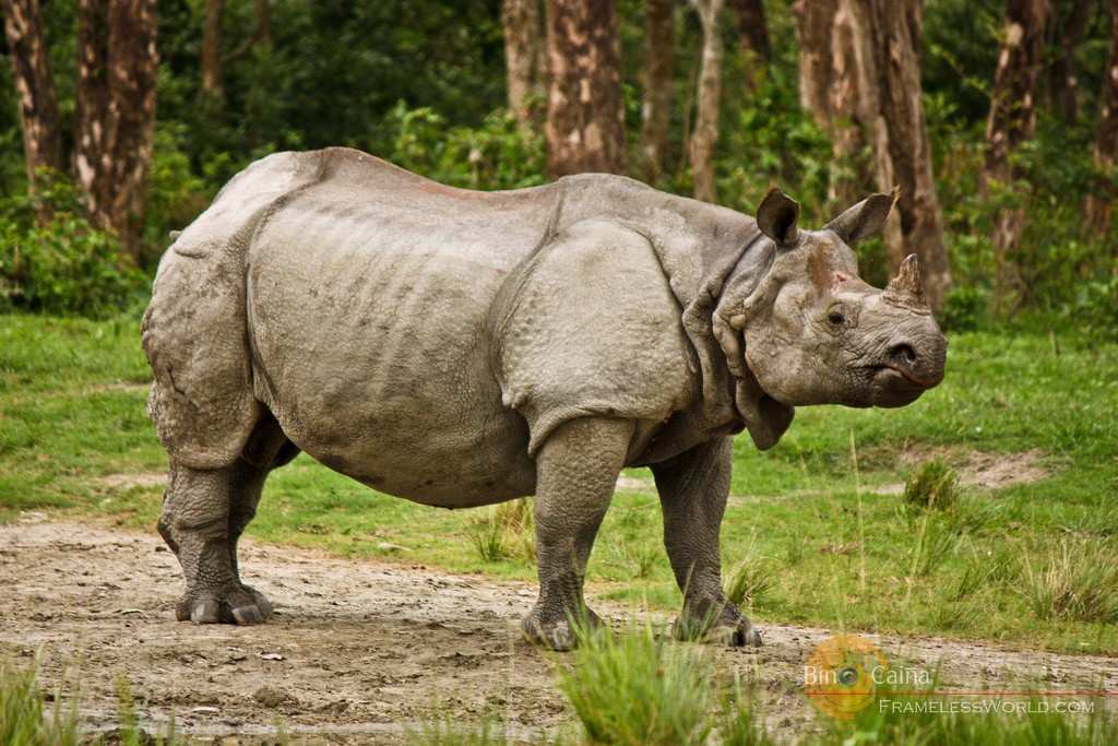 Jaldapara National Park destination photo 1