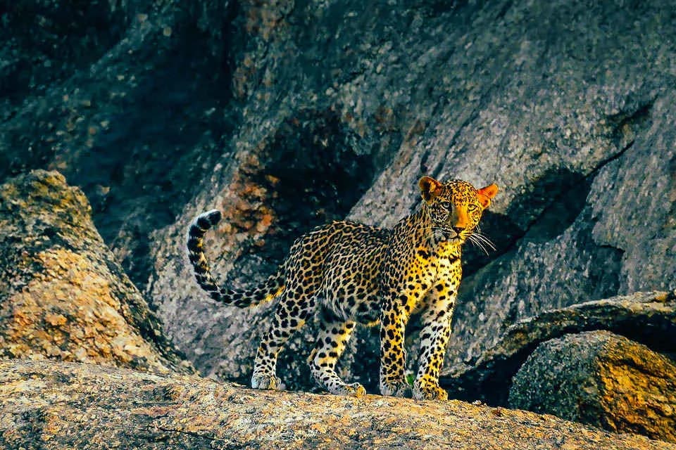 Jawai Leopard Safari destination photo 1