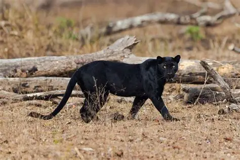 Kabini Wildlife Sanctuary destination photo 2