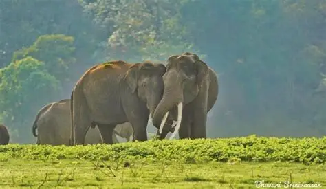 Kabini Wildlife Sanctuary destination photo 3
