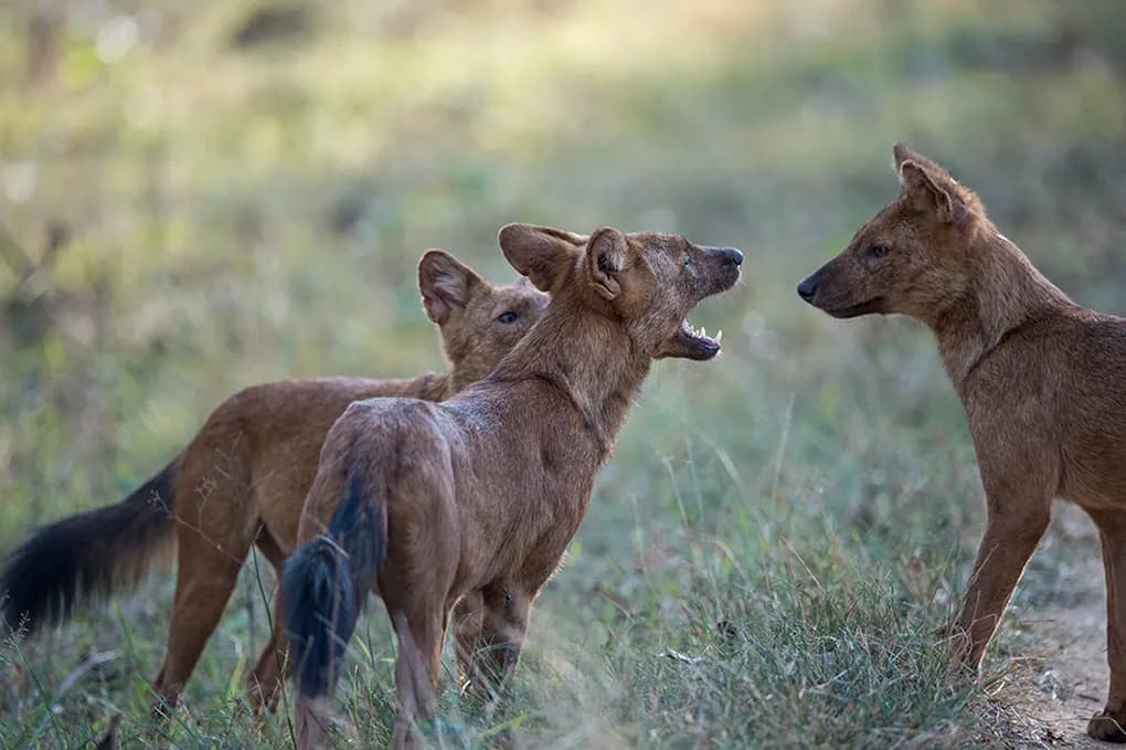 Kabini Wildlife Sanctuary Safari visual card