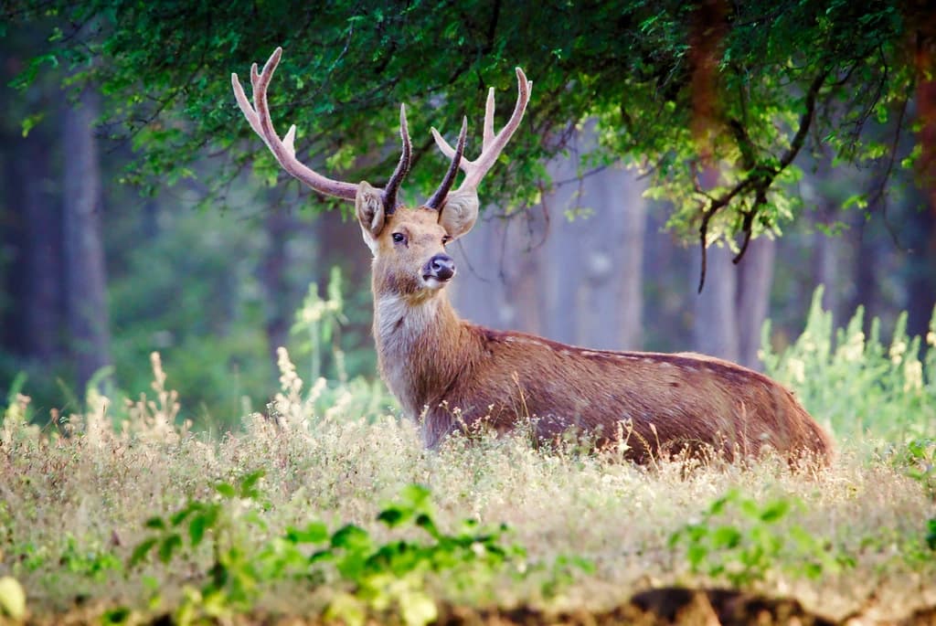 Kanha National Park destination photo 3