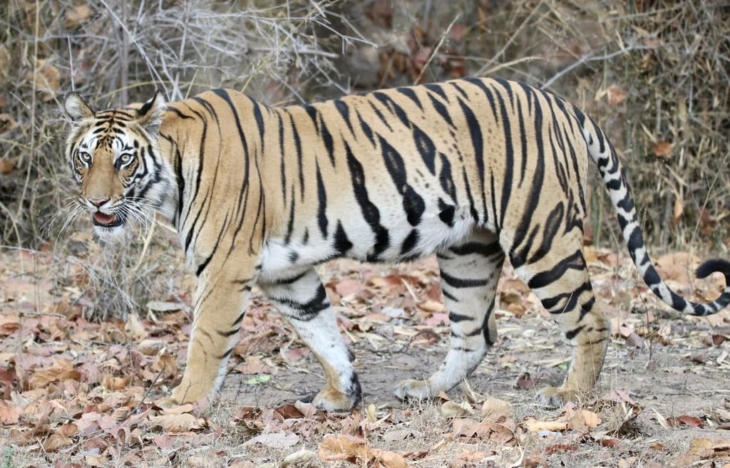 Kanha National Park destination photo 2