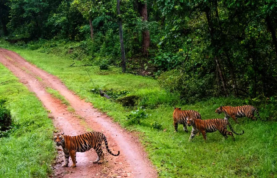 Kanha National Park destination photo 1