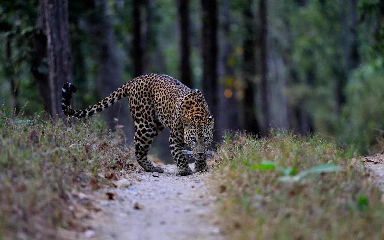 Kanha National Park Safari sidebar feature