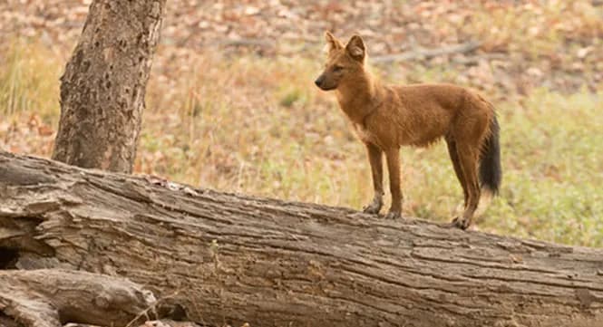 Kanha National Park Safari visual card