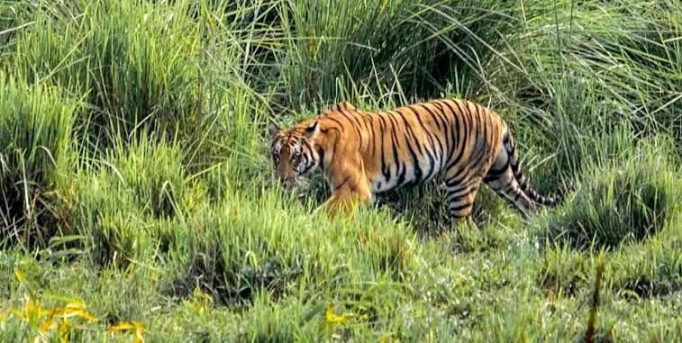 Kaziranga Jungle Safari sidebar feature
