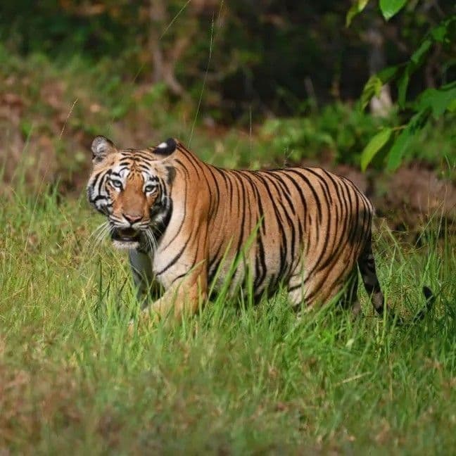 Kaziranga National Park destination photo 3