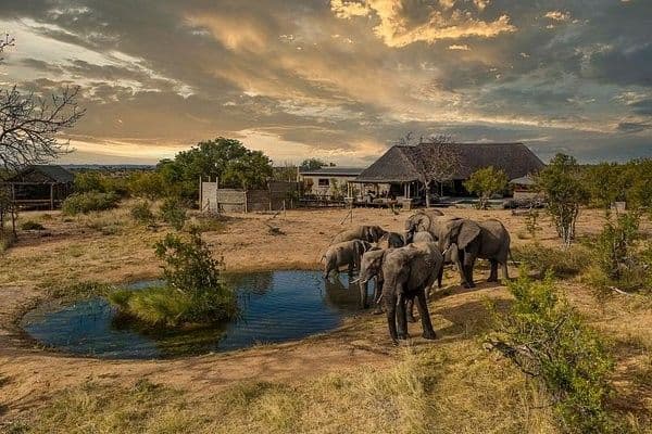 Kruger National Park Safari visual card