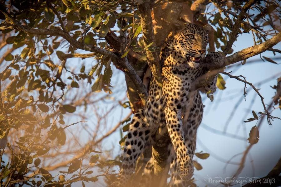 Kruger National Park Safari sidebar feature