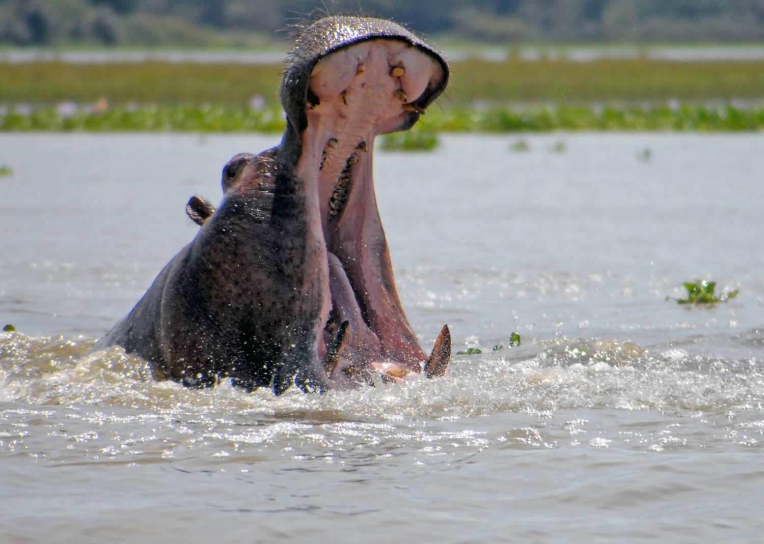 Lake Naivasha destination photo 2