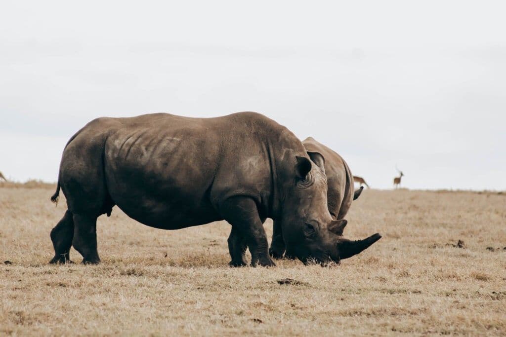 Lake Nakuru destination photo 2