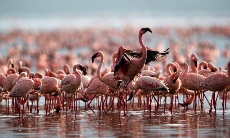 Lake Nakuru destination photo 1