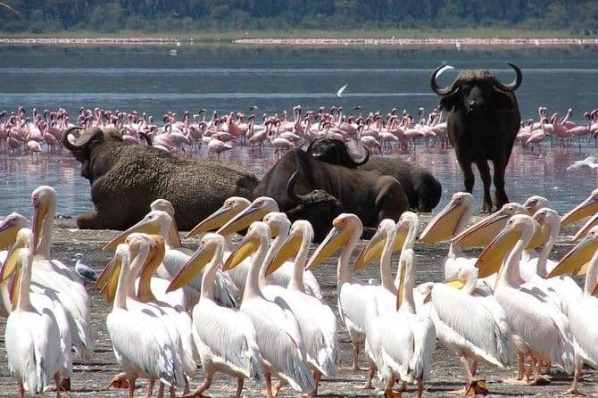 Lake Nakuru destination photo 3