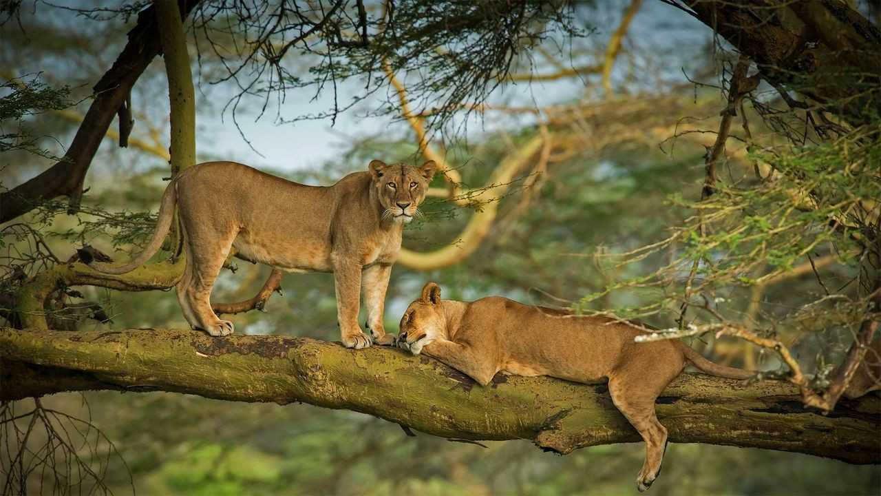 Lake Nakuru Safari sidebar feature