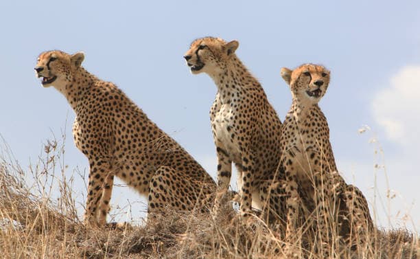Maasai Mara National Reserve destination photo 3