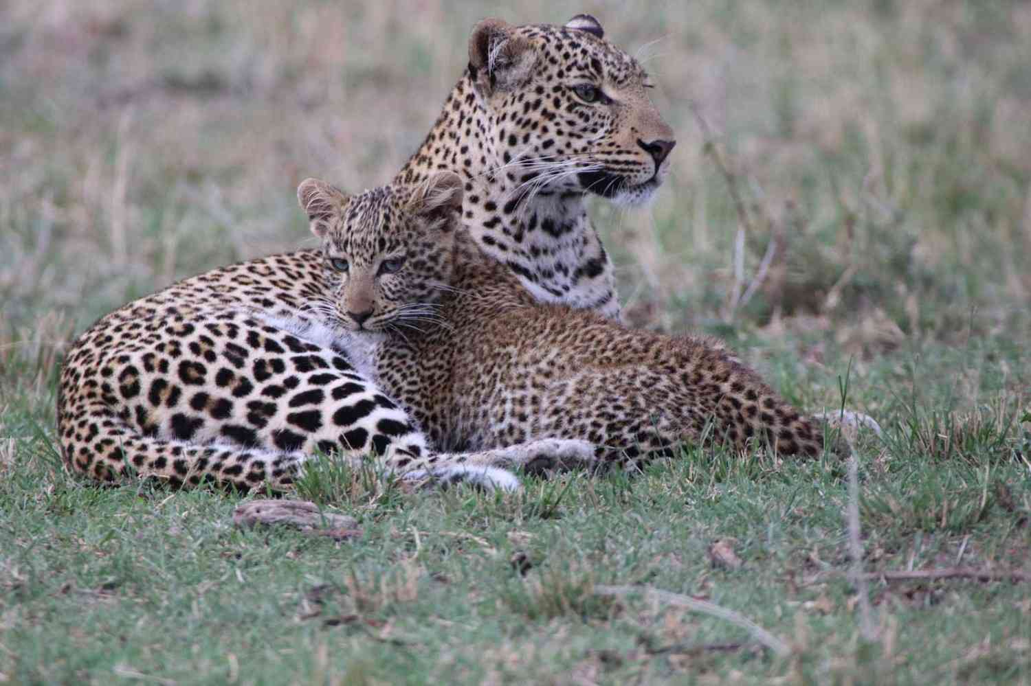 Maasai Mara Safari sidebar feature