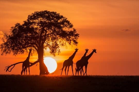 Maasai Mara Safari FAQ visual
