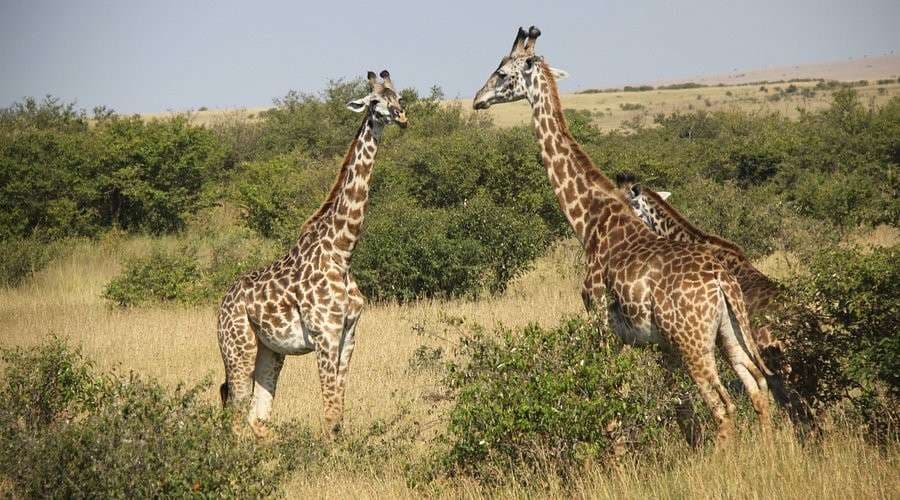 Maasai Mara Safari extra visual