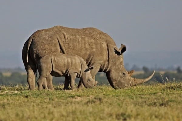 Maasai Mara Safari visual card