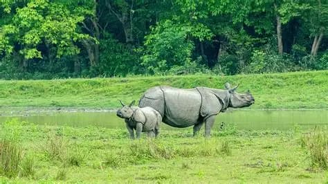 Manas National Park destination photo 1