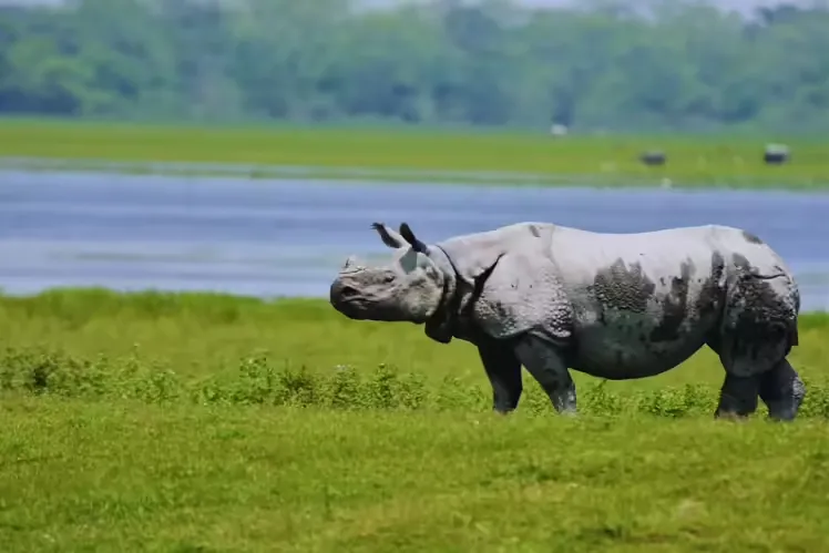 Manas National Park Safari visual card