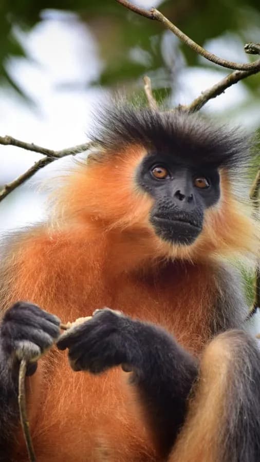 Manas National Park destination photo 2