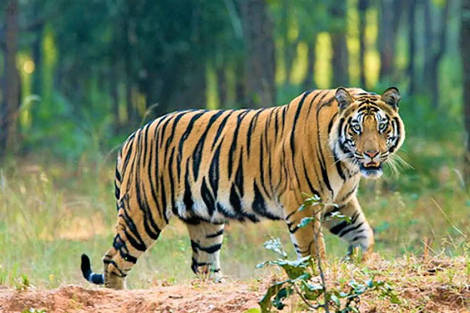 Manas National Park Safari sidebar feature