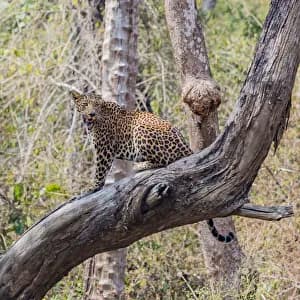 Mudumalai National Park Safari visual card