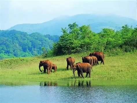 Mudumalai National Park destination photo 1