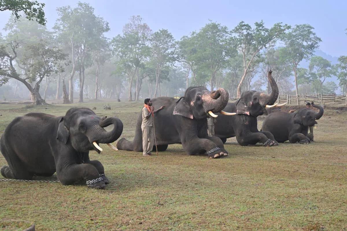 Mudumalai National Park destination photo 2